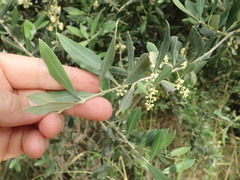 Olea europaea