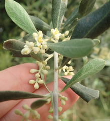 Olea europaea