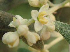 Olea europaea