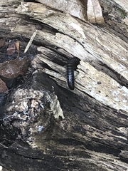 Tachypodoiulus niger