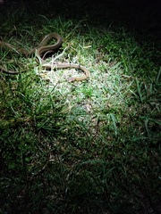 Boiga ochracea