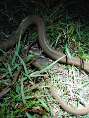Boiga ochracea