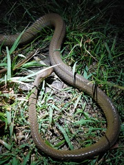 Boiga ochracea