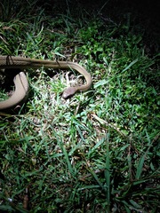 Boiga ochracea