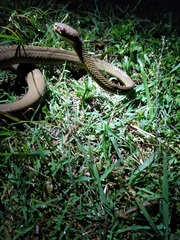 Boiga ochracea