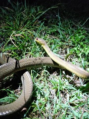 Boiga ochracea