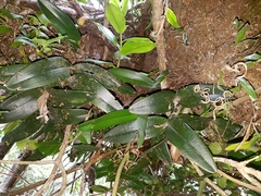 Epidendrum ciliare