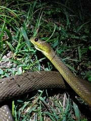 Boiga ochracea