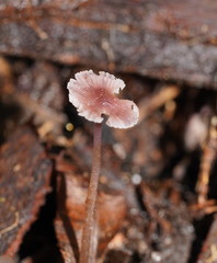 Mycena vinacea