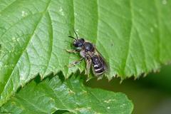 Lasioglossum leucozonium
