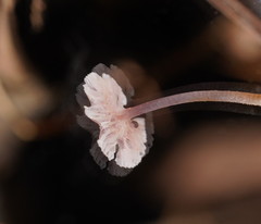 Mycena vinacea