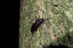 Strongylium carbonarium