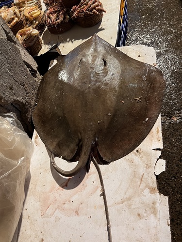 Bleeker's whipray (Pateobatis bleekeri) — Dasyatidae — 2