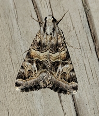 Drasteria mirifica