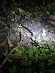 Bungarus bungaroides