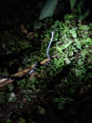 Bungarus bungaroides