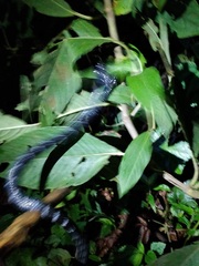 Bungarus bungaroides