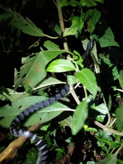 Bungarus bungaroides