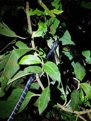 Bungarus bungaroides