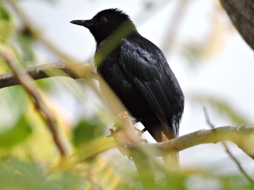 Black Catbird