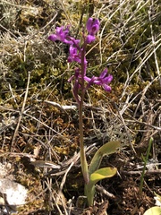 Orchis olbiensis