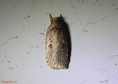 Agonopterix clemensella