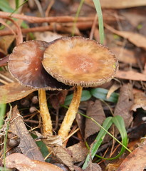Stropharia formosa