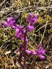 Orchis olbiensis