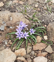 Scilla verna
