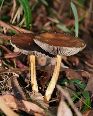 Stropharia formosa