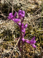 Orchis olbiensis