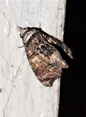 Chlumetia euthysticha