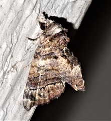 Chlumetia euthysticha