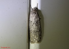 Semioscopis inornata