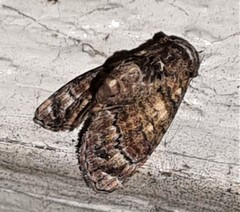 Chlumetia euthysticha