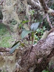 Epidendrum ciliare