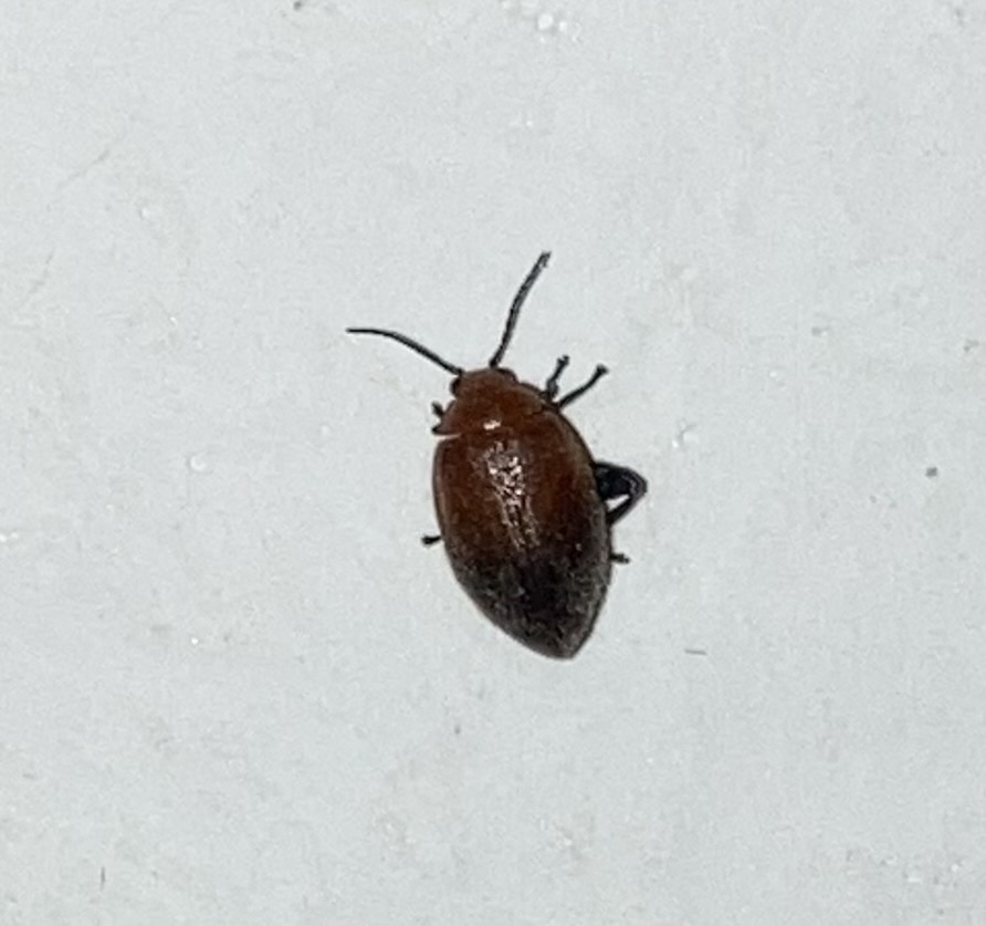 Ora atroapicalis