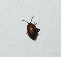 Coleoptera