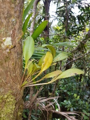Stelis perpusilliflora