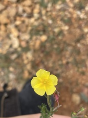 Helianthemum hirtum
