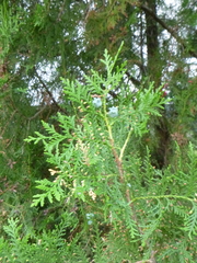 Cupressaceae