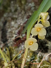 Stelis dussii