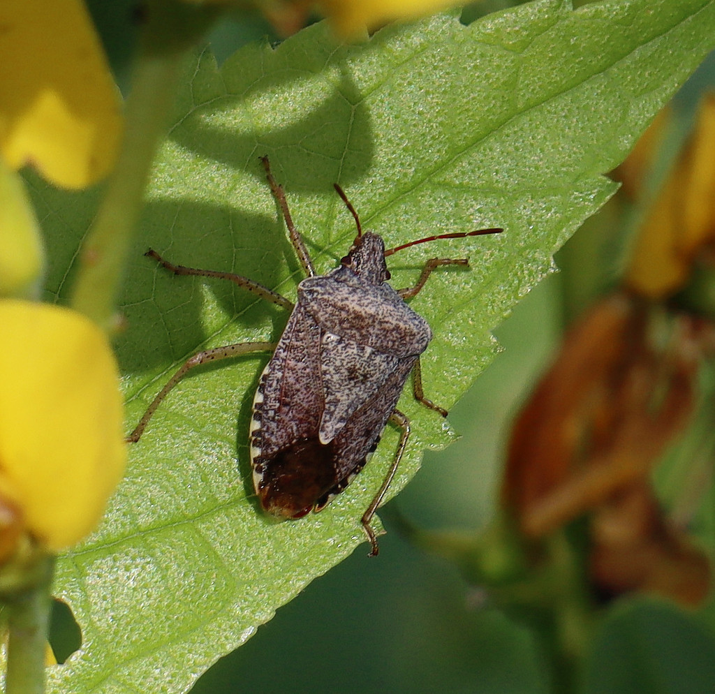 Brown Stink Bugs from Lewisville, TX, USA on April 27, 2022 at 09:24 AM ...