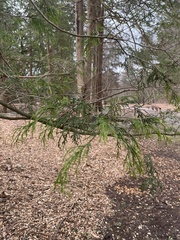 Cupressaceae