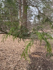 Cupressaceae
