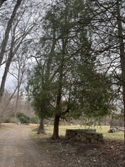 Cupressaceae
