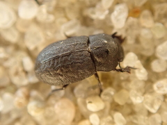 Melanimon tibiale