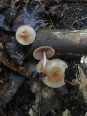 Marasmius cohaerens lachnophyllus