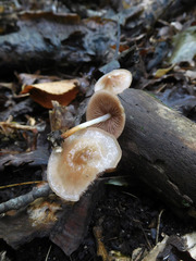 Marasmius cohaerens lachnophyllus