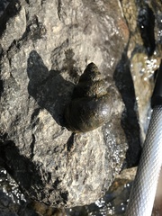 Heterogen japonica